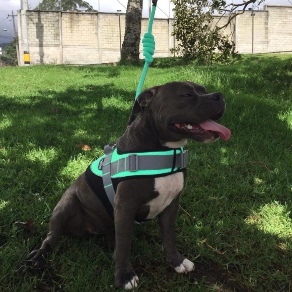 HELIOS • Teal Bark Mudder Leash Harness Dog Walker